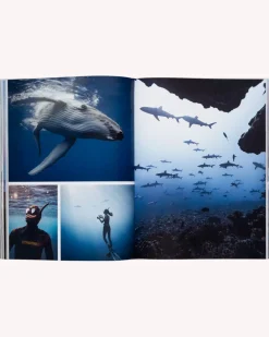 Floris van Bommel Books & Magazines|Books & Magazines><noscript><img width=